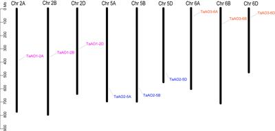 Genome-wide characterization of L-aspartate oxidase genes in wheat and their potential roles in the responses to wheat disease and abiotic stresses